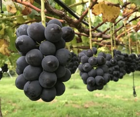Grapes for main image